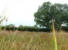 Grassland Habitat