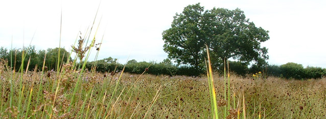 Grassland Habitat