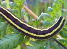 Butterfly Caterpillar - Invertebrates