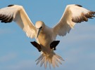 Gannet Landing
