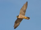 Bird - UK raptor in flight