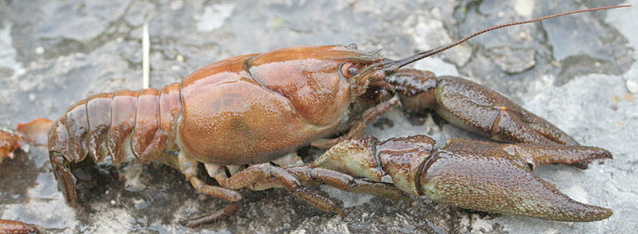 White Clawed Crayfish survey, White Clawed Crayfish impact assessment