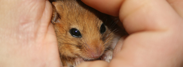 Ecological consultancy, ecology solutions - dormouse in hand